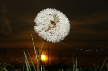 Taraxacum / ***