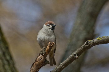Sparrow / ***