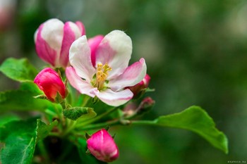 When the apple blossom / ***