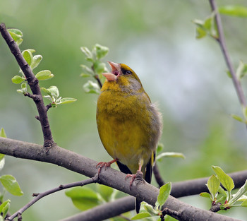 Yellow Wagtail / ***