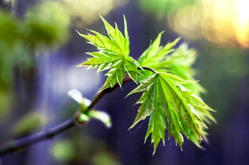 Maple / ***