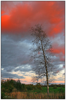 purple sunset / ***