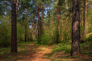 Morning in a pine forest / ***