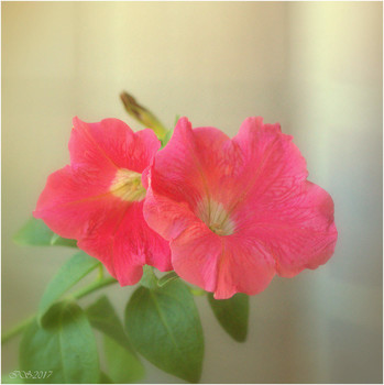 petunia / ***