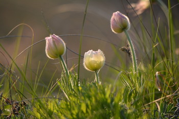 Dream of grass. / ***