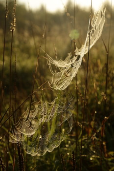 Remembering summer / ***