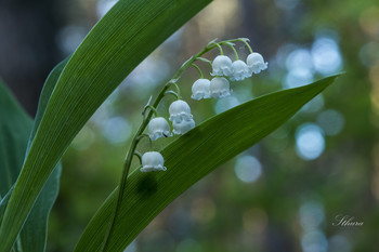 Lily of the Valley. / ***