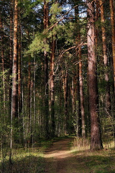 Spring forest. / ***