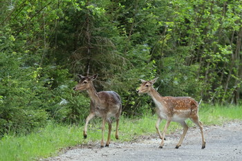 Pashkevich68 / Pashkevich68