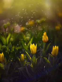 Morning in the park / ***