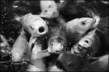 hunger / ...