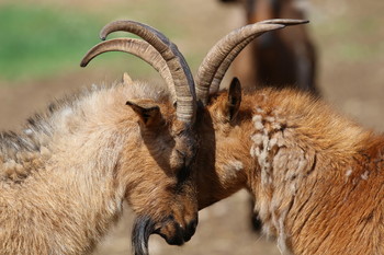 Pashkevich68 / Pashkevich68