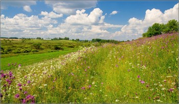 Summer Flower / ***