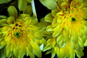 Chrysanthemums / ***