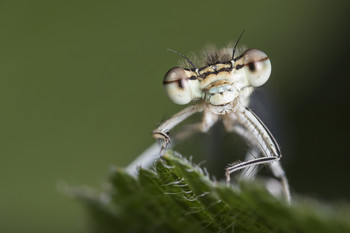 Dragonfly / #nature_macro