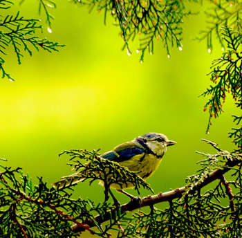 Blue tit / ***