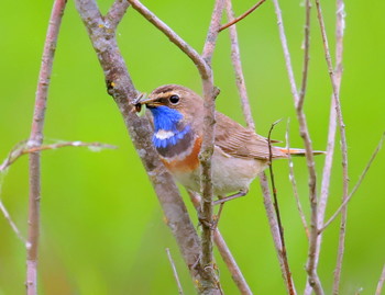Bluethroat / ***