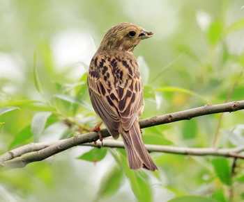 Reed bunting / ***
