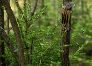 chipmunk / ***