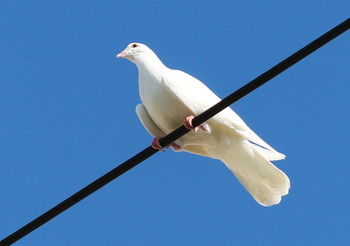 on the wire / ***