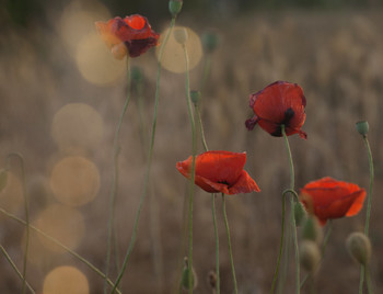 Poppies / ***
