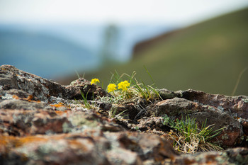 Alpine flowers. / ***