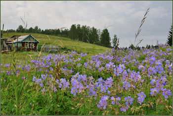 Urals backwoods / ***