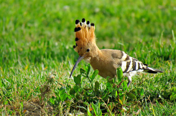 hoopoe / ***