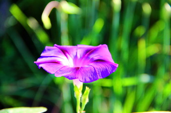 Morning freshness / ***