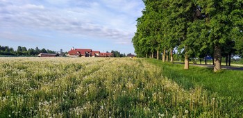 Dandelion field / ***