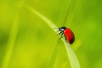 Beetle / ***