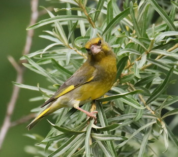 Yellow Wagtail / ***