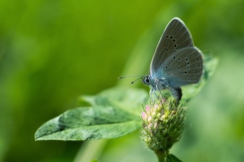 Copper-butterfly / ***