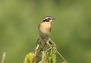Whinchat / ***