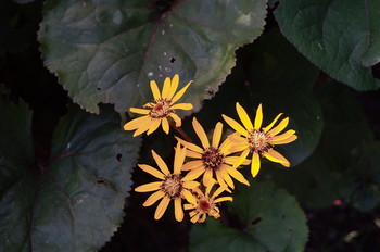 Flowers / Timiryazev park, Koptevo neighborhood, Moscow, Russia