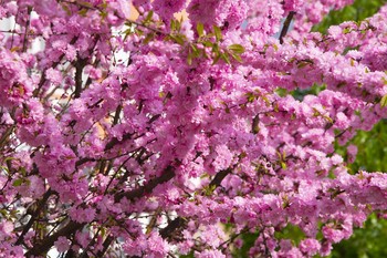 Flowering cherry / ***