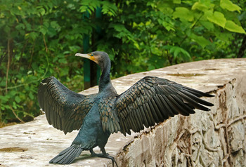 Dry the paddles / ***