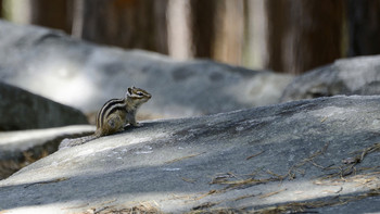 chipmunk / ***