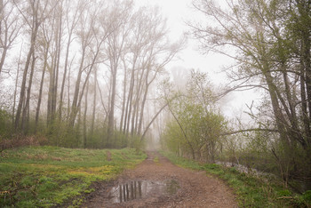 road in the fog / ***