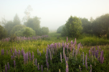 Lupine morning / ***