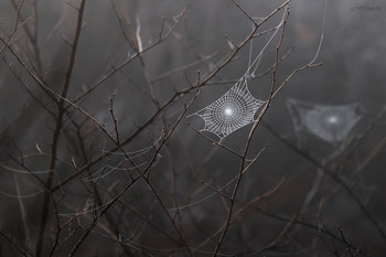 in the morning mist / ***