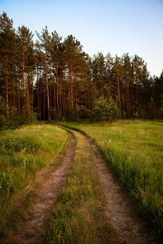 road in the forest / ***