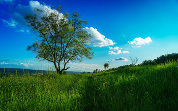 Tree / ***