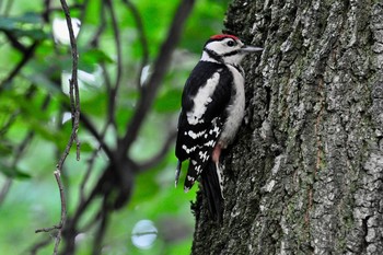 Great Spotted Woodpecker / ***