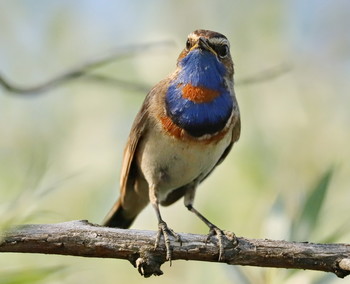 Bluethroat / ***