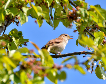 Nightingale / ***