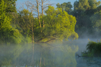 Summer morning. / ***