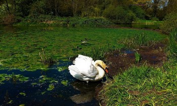 Swan / ***