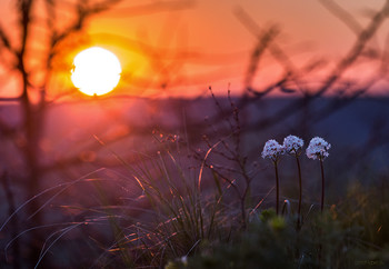 Spring morning / ***