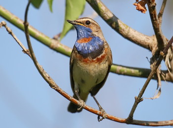 Bluethroat / ***